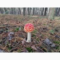 Мухомор красный сушеный отборный. Высший сорт. Урожай 2025 г. Аманита
