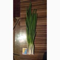 Продам Лук Перо