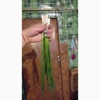 Продам Лук Перо