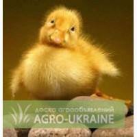 Утята-бройлера (утка пекинская) +79 78 70 555 72