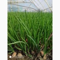 Продам Лук Перо