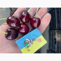 Продам черешню