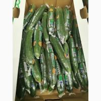 Продам огурец из Финляндии