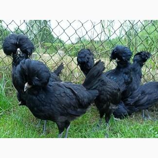 Інкубаційне яйце, курчата, Падуан чорний, зозулений. Оплід хороший