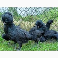 Інкубаційне яйце, курчата, Падуан чорний, зозулений. Оплід хороший