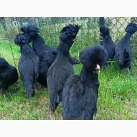 Інкубаційне яйце, курчата, Падуан чорний, зозулений. Оплід хороший