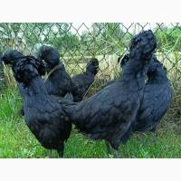 Інкубаційне яйце, курчата, Падуан чорний, зозулений. Оплід хороший