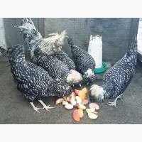 Інкубаційне яйце, курчата, Падуан чорний, зозулений. Оплід хороший