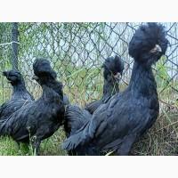 Інкубаційне яйце, курчата, Падуан чорний, зозулений. Оплід хороший