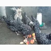 Інкубаційне яйце, курчата, Падуан чорний, зозулений. Оплід хороший