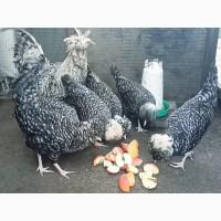 Інкубаційне яйце, курчата, Падуан чорний, зозулений. Оплід хороший