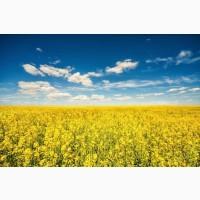 На продаж маємо ріпак 160 т, Чернігівська область