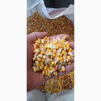 Кукуруза целая и дробленая крупа кукурузная