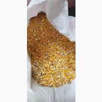 Кукуруза целая и дробленая крупа кукурузная