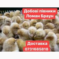 Добові курчата Ломан Браун Цыплята Ломан Браун суточные