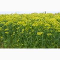 Продам кріп зелений, парасольки