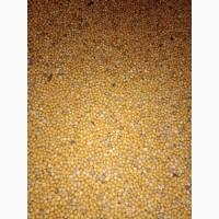 Продам посівну гірчицю білу Кароліна