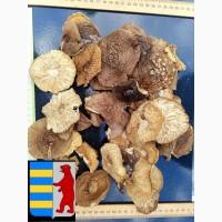 Мухомор красный (лат. Amanita muscaria)