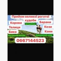 КРС ВРХ закупка коров биков телиць дорого по Полтавской области