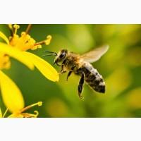 Приймаємо замовлення на матки Карніка ф1 096-32-69-304