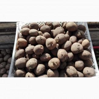 Продам оптом посадкову картоплю, всі області