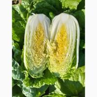 Продам пекінську капусту