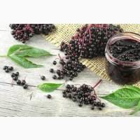 Куплю бузину – Ічня | Прийом бузини Чернігівщина – від 5 тонн