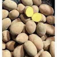 Пропонуємо реалізацію насіннєвої картоплі білих та червоних сортів. Опт від 10 тонн