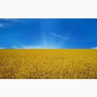 Куплю Пшеницу По всій Україні
