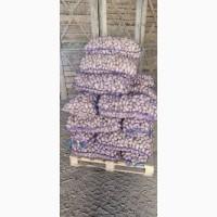 Насіннєва картопля Гранада Чернігівська область купити, роздріб від 10 кг