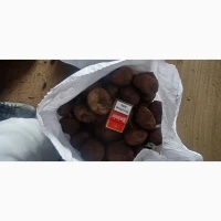 Продам Буряк :Пабло