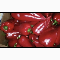 Продам перець солодкий Навігатор