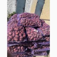 Куплю картоплю червоних сортів від 20 тон