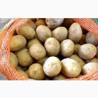 Реалізуємо насіннєву картоплю різних сортів: 1, 2, 3 репродукції, опт від 10 тонн
