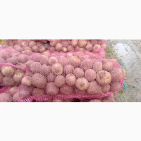 Продам столовий буряк, гарна якість