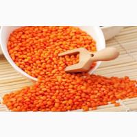 Продам сочевицю червону 75 т, Одеська обл, Миколаївка