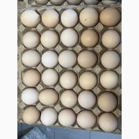 Продам яйця Курячі кремові ОПТ