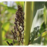 Цукрове сорго Силосне 42, 120-125 днів