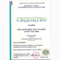 Цукрове сорго Силосне 42, 120-125 днів