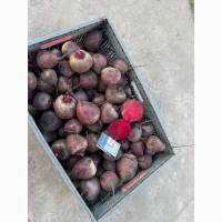 Продам молодой буряк качество и цена