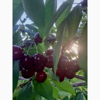Продам черешню оптом прямо з саду