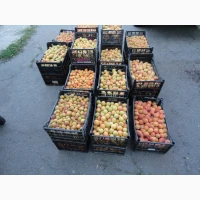 Закуповуємо абрикоси