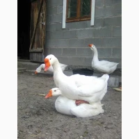 Продам гусенят породи Лінда