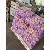 Продам товарну картоплю Беллароза оптом від 20 тонн. Вся Україна