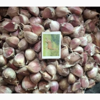 Часник на посадку сорту Любаша (1-ша репродукція)