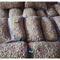 Часник на посадку сорту Любаша (1-ша репродукція)