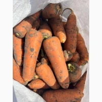 Продам моркву