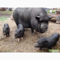 Вьетнамские травоядные поросята, Винницкая область, Казатин