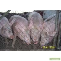 Продам мясных и откормочных породистых поросят