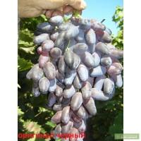 Черенки винограда Черный оригинал